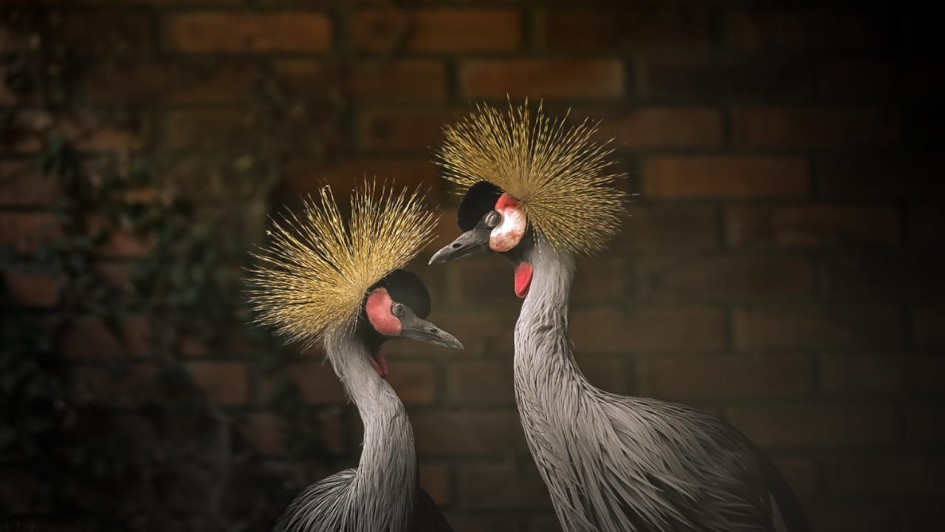 A fotografia em plano m&eacute;dio e close-up registra duas aves ex&oacute;ticas da esp&eacute;cie grou-coroado posicionadas lado a lado. O t&iacute;tulo do arquivo identifica o contexto como a recep&ccedil;&atilde;o dessas aves pelo Parque Zool&oacute;gico, em Sapucaia do Sul, ap&oacute;s serem resgatadas na fronteira.

As Aves (Grous-Coroados)
Caracter&iacute;sticas Marcantes: As duas aves possuem uma plumagem cinza-clara e texturizada no pesco&ccedil;o e no corpo. O tra&ccedil;o mais distintivo &eacute; uma densa e r&iacute;gida "coroa" de penas douradas e finas que se projeta verticalmente no topo de suas cabe&ccedil;as, assemelhando-se a um tufo de cerdas douradas e radiantes.

Detalhes da Cabe&ccedil;a: A lateral da cabe&ccedil;a de ambas apresenta uma mancha branca na bochecha contornada por tons avermelhados, que contrasta com a testa preta e aveludada. Sob o bico preto, curto e pontiagudo, nota-se uma pequena car&uacute;ncula (guela) de cor vermelha viva.

Posicionamento: A ave da direita est&aacute; ligeiramente mais &agrave; frente e em uma postura mais alta. Ela est&aacute; com o pesco&ccedil;o alongado e o bico voltado para a esquerda, quase tocando a coroa da ave da esquerda. A ave da esquerda est&aacute; um pouco mais baixa, com o pesco&ccedil;o sutilmente curvado e o bico direcionado para a direita, criando uma composi&ccedil;&atilde;o sim&eacute;trica e harmoniosa onde as duas parecem interagir ou se olhar de perfil.

O Ambiente e Ilumina&ccedil;&atilde;o
O Fundo: O cen&aacute;rio atr&aacute;s das aves &eacute; composto por uma parede de tijolos aparentes em tons marrons e avermelhados, que est&aacute; intencionalmente escurecida e borrada (efeito de profundidade de campo ou bokeh), fazendo com que as aves se destaquem em primeiro plano. No canto esquerdo, h&aacute; uma sutil presen&ccedil;a de folhagens escuras.

Ilumina&ccedil;&atilde;o: A ilumina&ccedil;&atilde;o &eacute; suave e focada diretamente sobre as aves, real&ccedil;ando o brilho dourado de suas coroas e os detalhes minuciosos de suas penas cinzentas, enquanto as bordas da imagem ganham um tom de vinheta escura e sombreada.