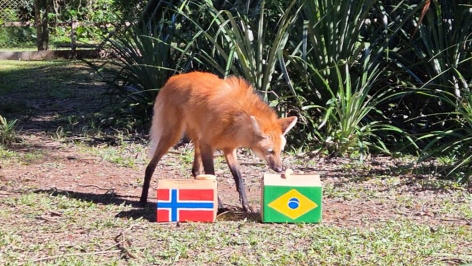 Foto mostra um lobo-guar&aacute; em um ambiente com gramado e arbustos ao fundo. Na frente dele, h&aacute; duas caixas, uma com a bandeira do Noruega e outra com a bandeira do Brasil. O animal est&aacute; cheirando a caixa com a bandeira do Brasil.