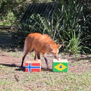 Foto mostra um lobo-guar&aacute; em um ambiente com gramado e arbustos ao fundo. Na frente dele, h&aacute; duas caixas, uma com a bandeira do Noruega e outra com a bandeira do Brasil. O animal est&aacute; cheirando a caixa com a bandeira do Brasil.