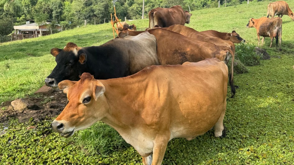 Grupo de vacas reunido em uma &aacute;rea de pastagem rural, algumas pr&oacute;ximas a um pequeno trecho alagado coberto por vegeta&ccedil;&atilde;o aqu&aacute;tica. Ao fundo, h&aacute; campos verdes, cercas, constru&ccedil;&otilde;es rurais e uma &aacute;rea de mata densa sobre terreno levemente ondulado. 