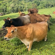 Grupo de vacas reunido em uma &aacute;rea de pastagem rural, algumas pr&oacute;ximas a um pequeno trecho alagado coberto por vegeta&ccedil;&atilde;o aqu&aacute;tica. Ao fundo, h&aacute; campos verdes, cercas, constru&ccedil;&otilde;es rurais e uma &aacute;rea de mata densa sobre terreno levemente ondulado. 