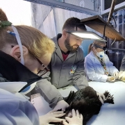 Foto mostra veterin&aacute;rios examinando pequenos animais.