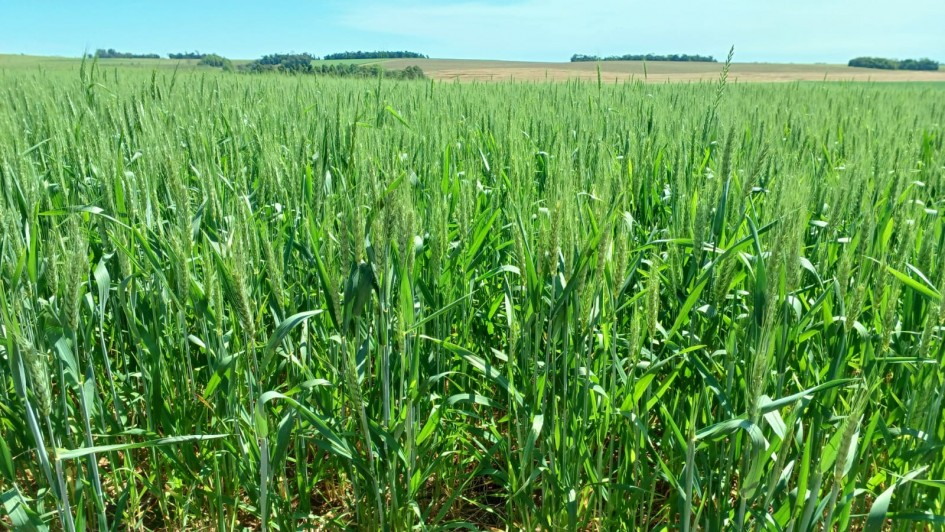 Trigo em flora&ccedil;&atilde;o em lavoura de Horizontina 
