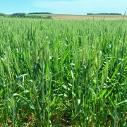 Trigo em flora&ccedil;&atilde;o em lavoura de Horizontina 