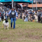Foto mostra um produtor que est&aacute; conduzindo um exemplar de ovino e outros animais est&atilde;o perfilados com os produtores. 