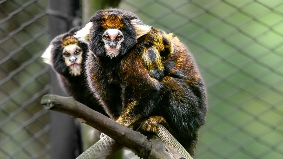 Uma fotografia colorida em grande plano e perspectiva ao n&iacute;vel dos olhos capta uma fam&iacute;lia de saguis-de-tufos-brancos (*Callithrix jacchus*) num recinto arborizado.

**Os Saguis (ao centro e em primeiro plano):**

* No centro da composi&ccedil;&atilde;o, um sagui adulto est&aacute; empoleirado num galho de madeira inclinado, olhando fixamente para a c&acirc;mara com olhos alaranjados e expressivos.


* A sua pelagem &eacute; densa, variando entre tons de castanho-dourado, preto e cinzento, com tufos de pelos brancos em redor das orelhas e uma mancha branca na testa.


* Agarrado firmemente &agrave;s costas e &agrave; pelagem do sagui adulto, observa-se um filhote com pelagem semelhante em tons amarelados e castanhos.


* Logo atr&aacute;s, &agrave; esquerda e em segundo plano, a cabe&ccedil;a de outro sagui adulto sobressai por tr&aacute;s do galho, observando tamb&eacute;m na dire&ccedil;&atilde;o do observador.



**O Apoio e o Entorno (ao fundo):**

* Os pequenos primatas apoiam-se num galho seco de &aacute;rvore e numa corda espessa e tran&ccedil;ada em tom cinzento-claro.


* Ao fundo, v&ecirc;-se a malha de uma rede/tela met&aacute;lica de prote&ccedil;&atilde;o e vegeta&ccedil;&atilde;o verde desfocada, sob ilumina&ccedil;&atilde;o natural suave que destaca o brilho da pelagem dos animais.