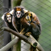 Uma fotografia colorida em grande plano e perspectiva ao n&iacute;vel dos olhos capta uma fam&iacute;lia de saguis-de-tufos-brancos (*Callithrix jacchus*) num recinto arborizado.

**Os Saguis (ao centro e em primeiro plano):**

* No centro da composi&ccedil;&atilde;o, um sagui adulto est&aacute; empoleirado num galho de madeira inclinado, olhando fixamente para a c&acirc;mara com olhos alaranjados e expressivos.


* A sua pelagem &eacute; densa, variando entre tons de castanho-dourado, preto e cinzento, com tufos de pelos brancos em redor das orelhas e uma mancha branca na testa.


* Agarrado firmemente &agrave;s costas e &agrave; pelagem do sagui adulto, observa-se um filhote com pelagem semelhante em tons amarelados e castanhos.


* Logo atr&aacute;s, &agrave; esquerda e em segundo plano, a cabe&ccedil;a de outro sagui adulto sobressai por tr&aacute;s do galho, observando tamb&eacute;m na dire&ccedil;&atilde;o do observador.



**O Apoio e o Entorno (ao fundo):**

* Os pequenos primatas apoiam-se num galho seco de &aacute;rvore e numa corda espessa e tran&ccedil;ada em tom cinzento-claro.


* Ao fundo, v&ecirc;-se a malha de uma rede/tela met&aacute;lica de prote&ccedil;&atilde;o e vegeta&ccedil;&atilde;o verde desfocada, sob ilumina&ccedil;&atilde;o natural suave que destaca o brilho da pelagem dos animais.