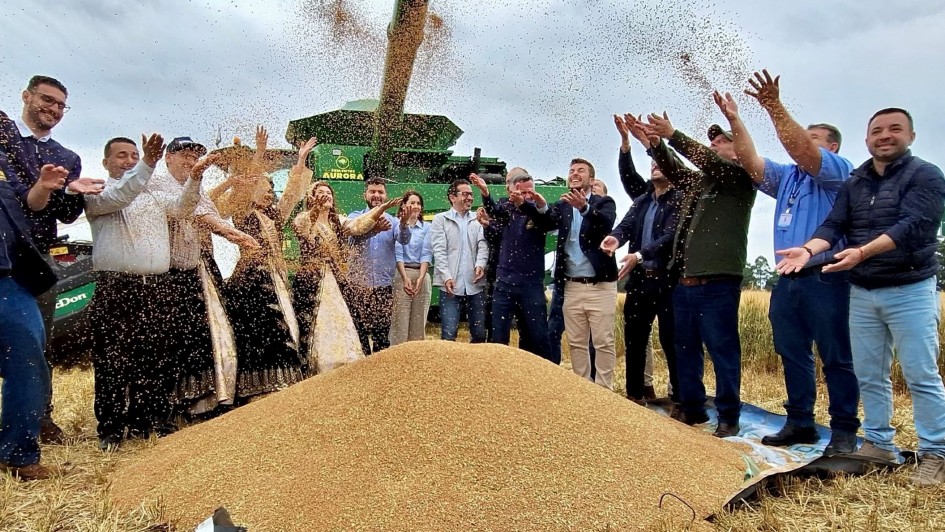 Abertura da colheita do trigo &eacute; realizada em Cruz Alta e destaca for&ccedil;a da triticultura ga&uacute;cha   out26